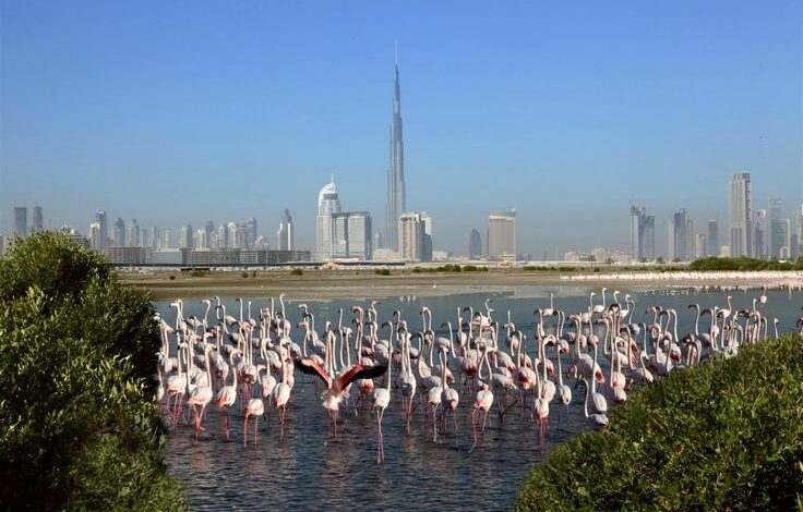 Ras Al Khor Wildlife Sanctuary: A Wetland Wonderland Famous for Flamingos and Birdlife