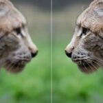 How Image Enhancer Online Tools Transform Your Pictures