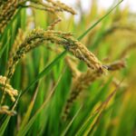 Best Basmati Rice in UAE – Premium Long Grain Rice Online