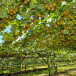 Professional Gold Kiwifruit Plant Services and Orchard Care
