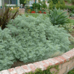 Benefits Of Buying Potted Vs. Bare-Root Plants At A Nursery