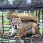 10 Ways to Get Rid of Squirrels Effectively