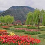 Srinagar Local Sightseeing Itinerary for Scenic City Tours