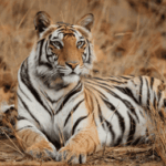 How Do Tiger Safaris in India Support Conservation Efforts