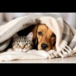Write For Us Pets – Your Voice Can Make a Difference for Animals Everywhere