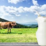 Why Choosing Natural Dairy Products Makes a Difference?