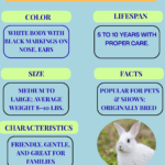 Californian Rabbit Facts Every Pet Owner Should Know