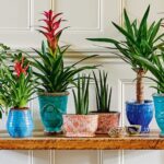 Lighting Tips for Indoor Plants: Natural Light vs. Grow Lights