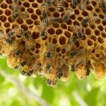 What Homeowners Should Know About Bee Nesting Cycles