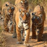 Sariska National Park: Wildlife Amidst Ancient Temples