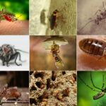 Comprehensive Pest Control Melbourne for Long-Lasting Protection