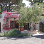 Olive Tree Care: Tips for Growing Strong and Healthy