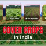 Explore the types of Cover Crops, their Benefits, and their uses