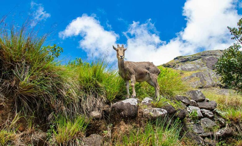 Explore the Hills with Best Munnar Tour Packages Today