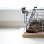 Effective Pest and Rodent Control Solutions in Spring, TX