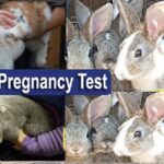 How to Confirm Rabbit Pregnancy Using Traditional and Modern Methods