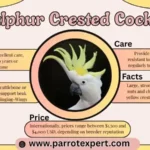 How to Care for a Sulphur Crested Cockatoo: Lifespan & Facts