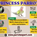 All About Princess Parrots: Price, Lifespan, Care Needs, and Diet