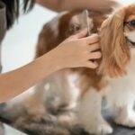 How Mobile Pet Grooming Works for Happy Pets