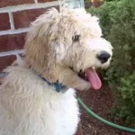 Best Shih Tzu Haircut Options for Every Pup