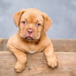 Pet Name Generator Dog – Find the Perfect Name for Your Pup
