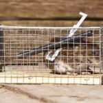 Tackling Common Pest and Wildlife Problems in Your Home