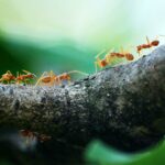 Why Ant Inspections Are the First Step to a Pest-Free Home