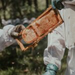 When Bees Move In: Why Inspections and Safe Removal Matter in Melbourne