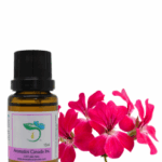 A Complete Guide to Rose Geranium Essential Oil Benefits