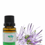 Blue Tansy Essential Oil: Skincare and Aromatherapy