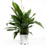 Indoor Plants That Impress: Simple Tips for Styling