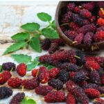 Exploring the Benefits and Growth of the Mulberry Leaf Extract Market