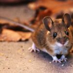 From Squeaks to Silence: Expert Rat Removal in Perth