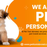 Best Cat Transport Service: Certified Pet Taxi from Switzerland to London