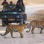 Wildlife in India: Best National Parks & Safaris