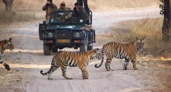Wildlife in India: Best National Parks & Safaris