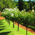 Why Are Iceberg Roses Loved by Gardeners Worldwide