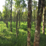 From Seedling to Scent: Unlocking the Value of the Modern Agarwood Farm