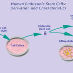 Therapeutics and Diagnostics: Human Embryonic Stem Cell Market Trends