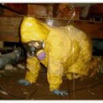 What Steps Are Involved in Water Damage Cleanup?