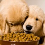 Healthy And Affordable Pet Food Options In USA