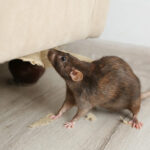 Trusted Rat Exterminators in Perth for Long-Lasting Results