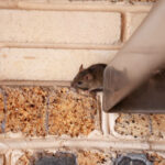 Rats in the Roof? Perth’s Best Removal Experts Can Help!