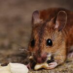 Why Rat Pest Control Melbourne Is Crucial for a Rodent-Free Home