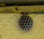 Ever Wonder Why Wasps Invade Your Home? Expert Nest Removal and Behavior Insights in Melbourne