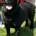 Healthy Treats & Safe Essentials for Happier Pets