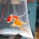 How to Keep Live Fish Healthy During Long-Distance Travel