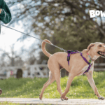 Stress Relief: Why Walking a Dog is Better Than Yoga Sometimes