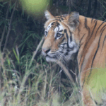 Tiger Photography Ranthambore: Capturing the Wild Majesty of India