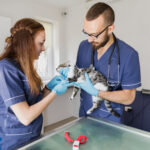 The Importance of Regular Pet Wellness Exams: Why Yearly Checkups Save Lives